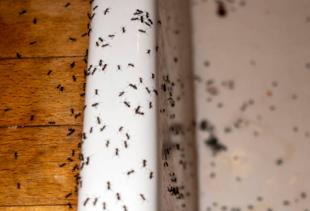 Best Flea Control Services  in Gassville, AR