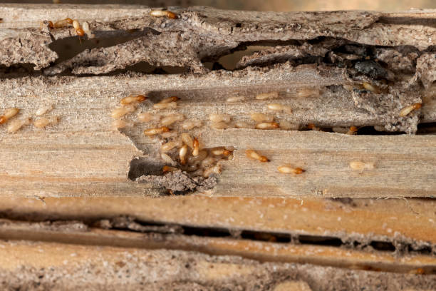  Gassville, AR Pest Control Pros